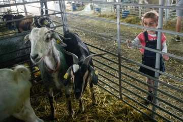 Más de 900 animales en la Feria de Ganado de Gran Canaria (Foto TA)